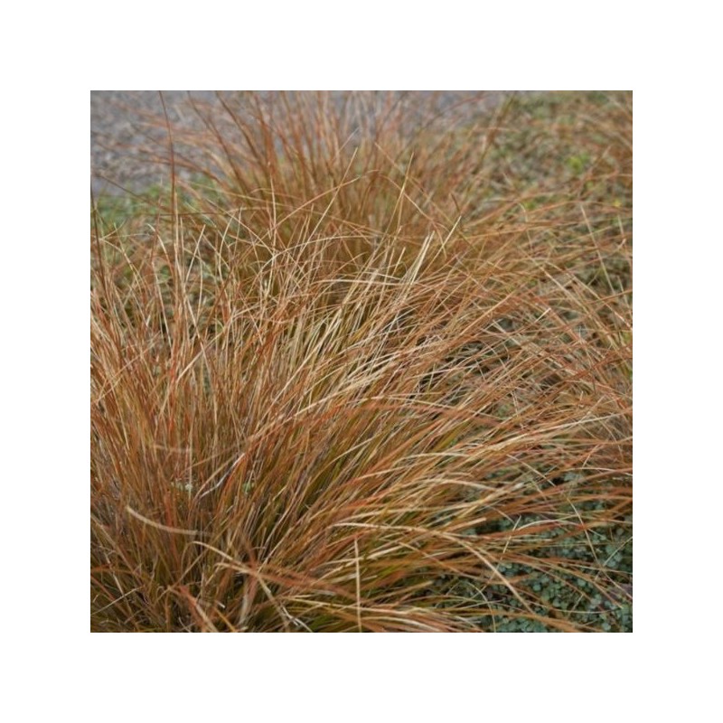 Carex buchananii