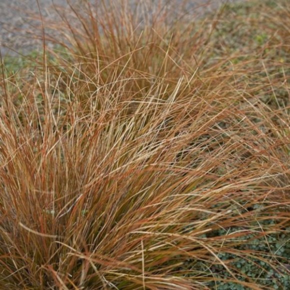 Carex buchananii