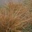 Carex buchananii