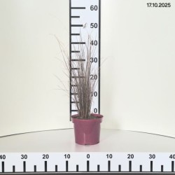 Carex buchananii