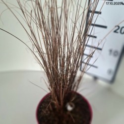 Carex buchananii