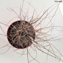 Carex buchananii