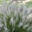 Calamagrostis brachytricha