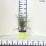 Calamagrostis brachytricha