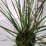 Calamagrostis brachytricha