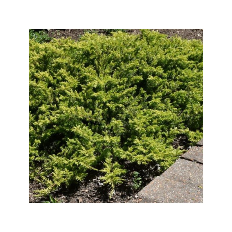 Juniperus conferta 'Allgold'