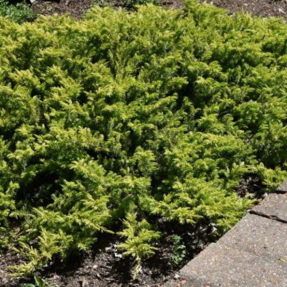 Juniperus conferta 'Allgold'