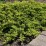 Juniperus conferta 'Allgold'