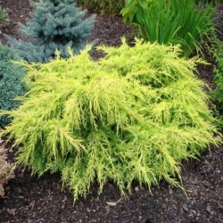 Juniperus ×pfitzeriana...