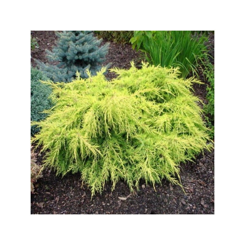 Juniperus ×pfitzeriana 'Gold Star'