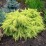 Juniperus ×pfitzeriana 'Gold Star'