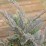 Juniperus horizontalis 'Blue Chip'