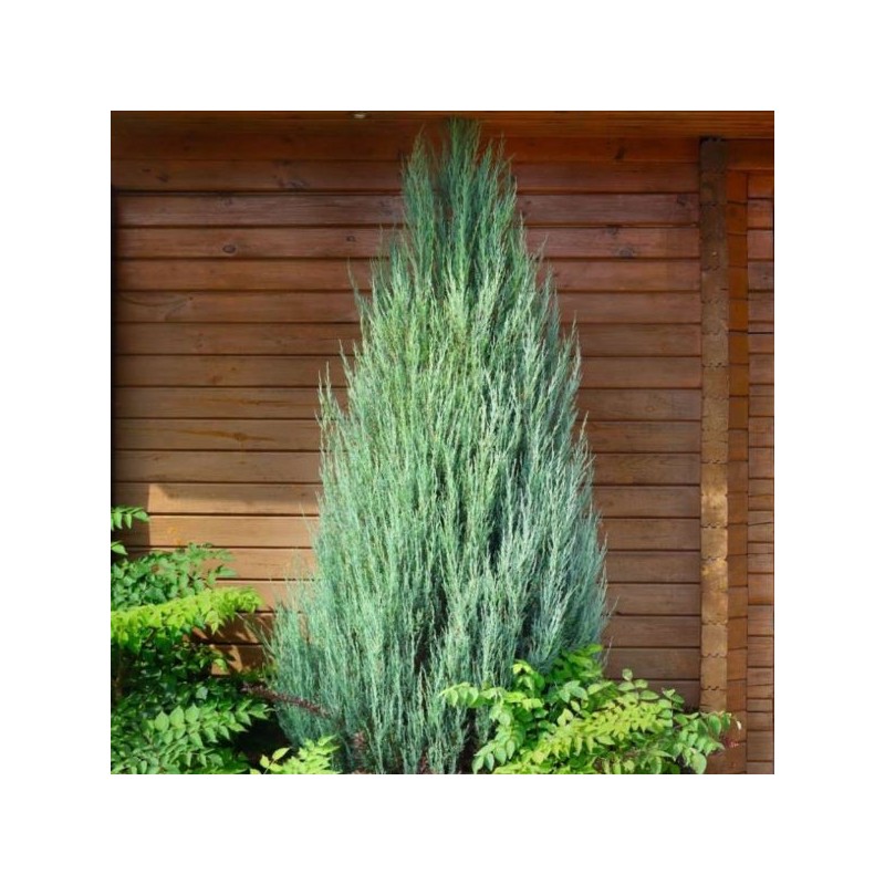 Juniperus scopulorum 'Skyrocket'