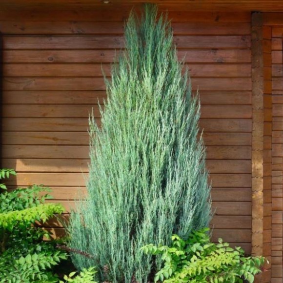 Juniperus scopulorum 'Skyrocket'