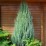 Juniperus scopulorum 'Skyrocket'