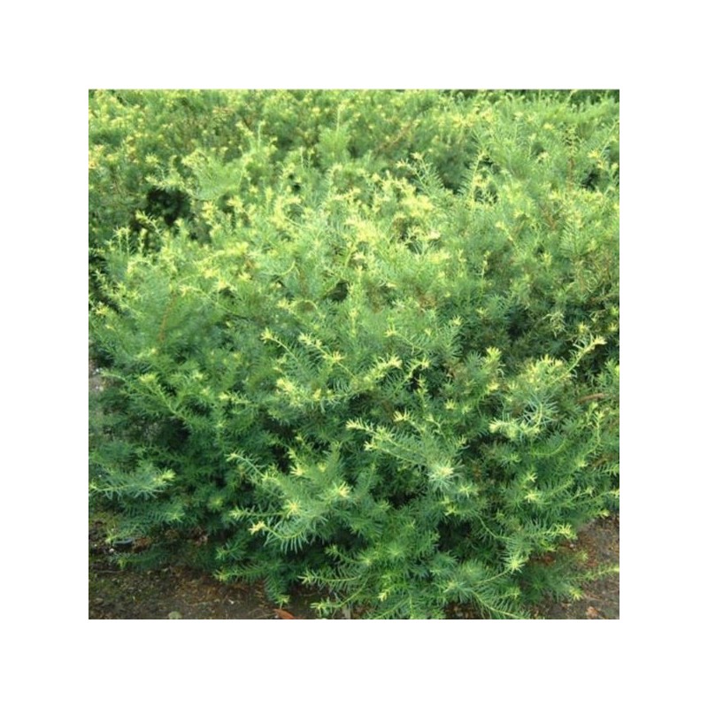 Taxus ×media 'Farmen'