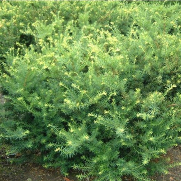 Taxus ×media 'Farmen'