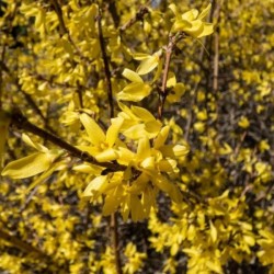 Forsythia 'Maluch'