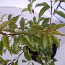 Forsythia 'Maluch'