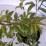 Forsythia 'Maluch'