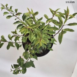 Forsythia 'Maluch'