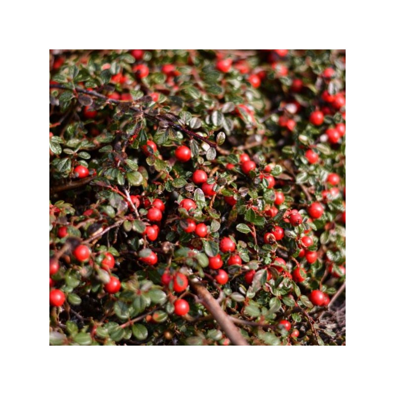 Cotoneaster microphyllus