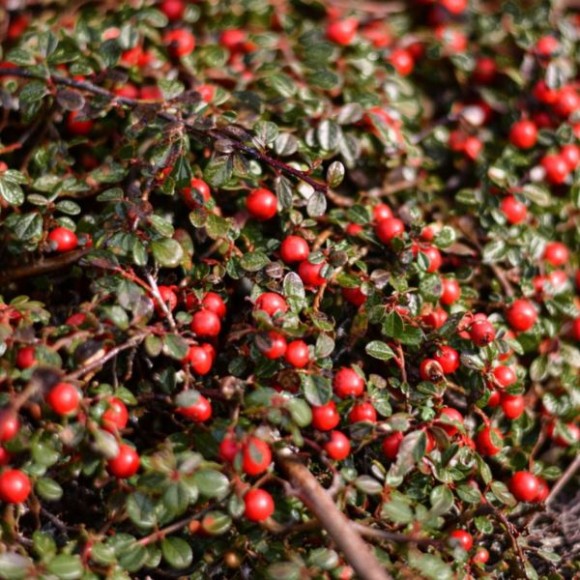 Cotoneaster microphyllus