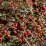 Cotoneaster microphyllus