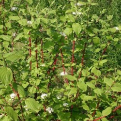 Cornus alba 'Sibirica'