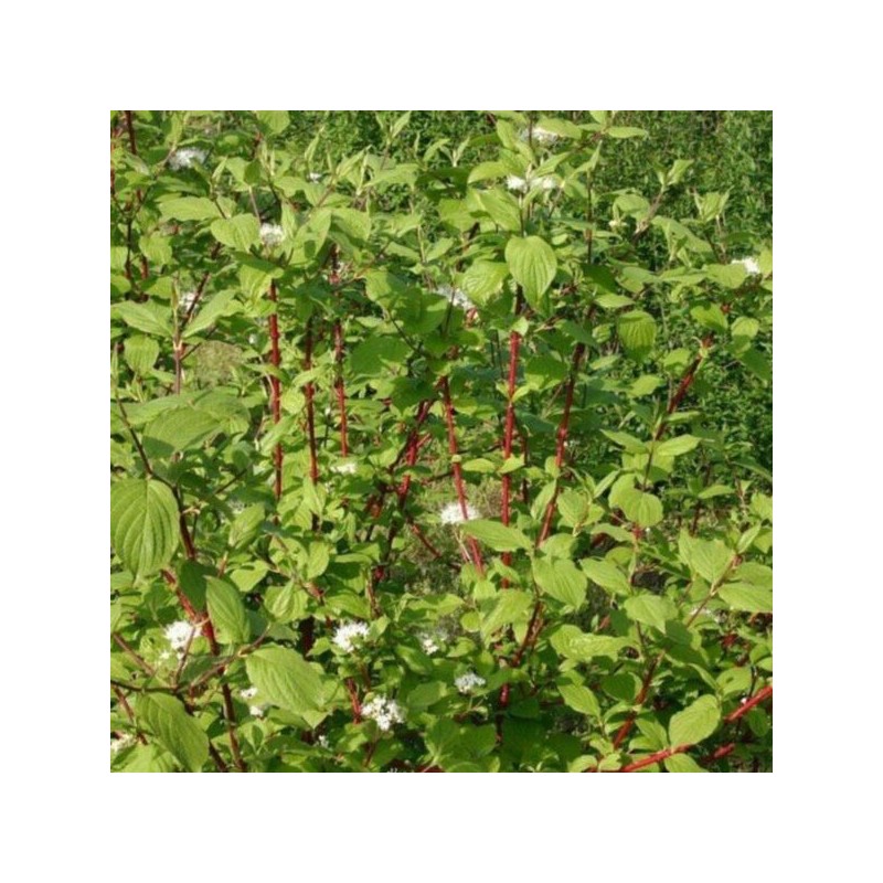 Cornus alba 'Sibirica'