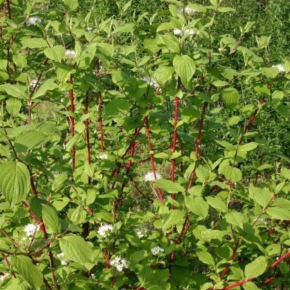 Cornus alba 'Sibirica'