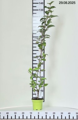 Cornus alba 'Sibirica'