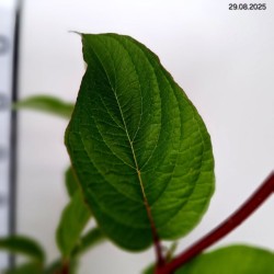 Cornus alba 'Sibirica'