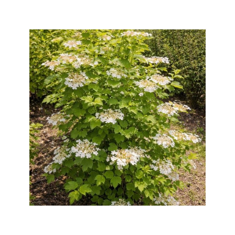 Viburnum opulus 'Xanthocarpum'