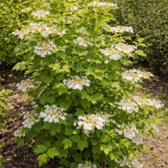 Viburnum opulus 'Xanthocarpum'