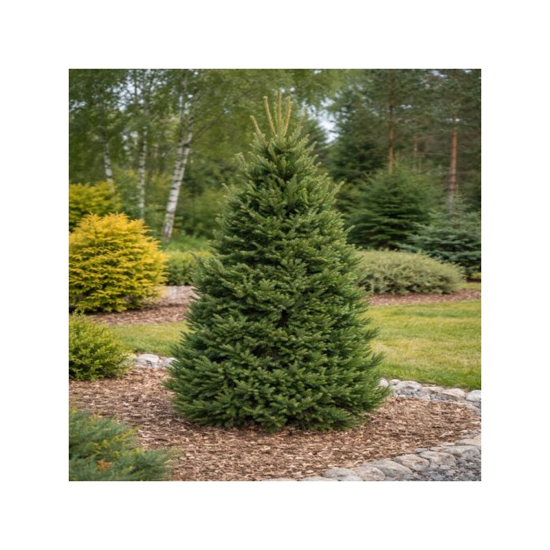 Pinus nigra 'Pyramidalis'