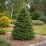 Pinus nigra 'Pyramidalis'