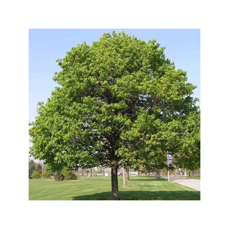 Acer platanoides