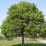 Acer platanoides