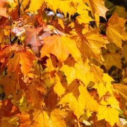 Acer platanoides