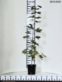 Acer platanoides
