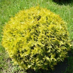 Thuja occidentalis 'Globosa...