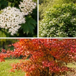 Viburnum opulus 'Compactum'
