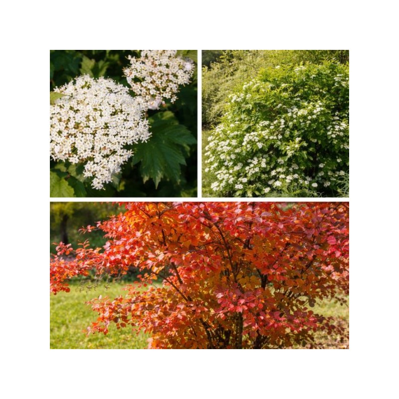 Viburnum opulus 'Compactum'