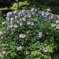 Hibiscus syriacus