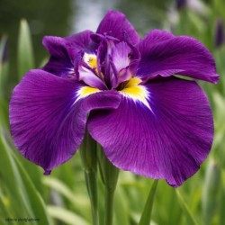 Iris ensata 'Variegata'