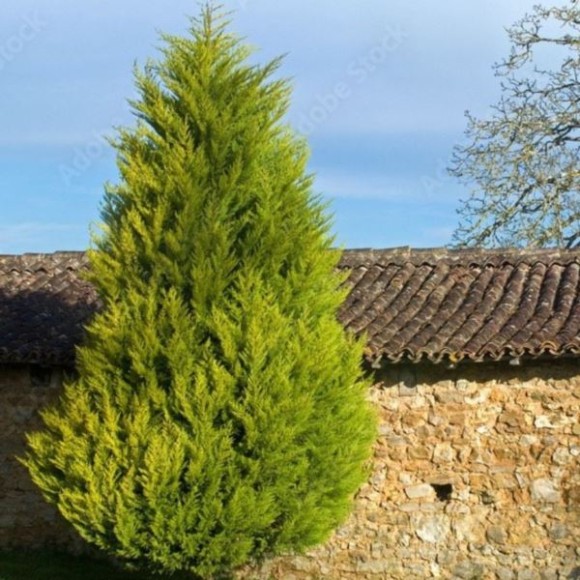 ×Cupressocyparis leylandii 'Castlewellan'