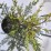 ×Cupressocyparis leylandii 'Castlewellan'