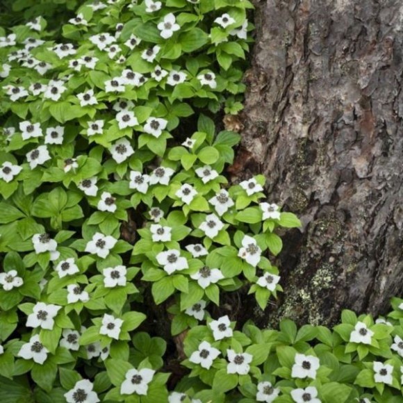 Cornus canadensis