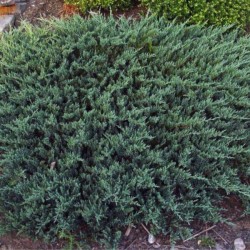 Juniperus horizontalis...